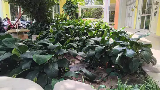 Is the Earth's Heartbeat Affecting Me? dancing plants